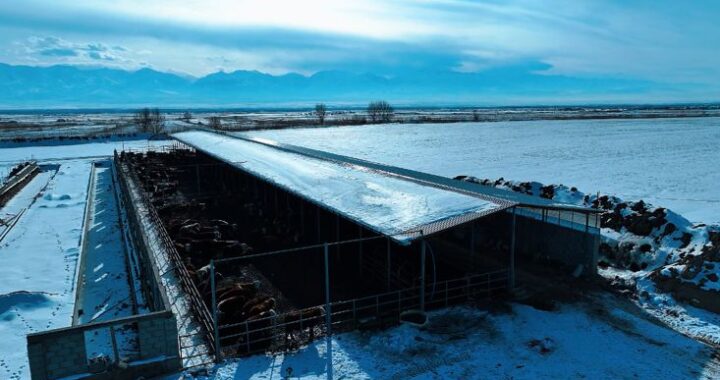 В МАСАНЧИ ОТКРЫЛАСЬ ПЛОЩАДКА ДЛЯ ОТКОРМА СКОТА