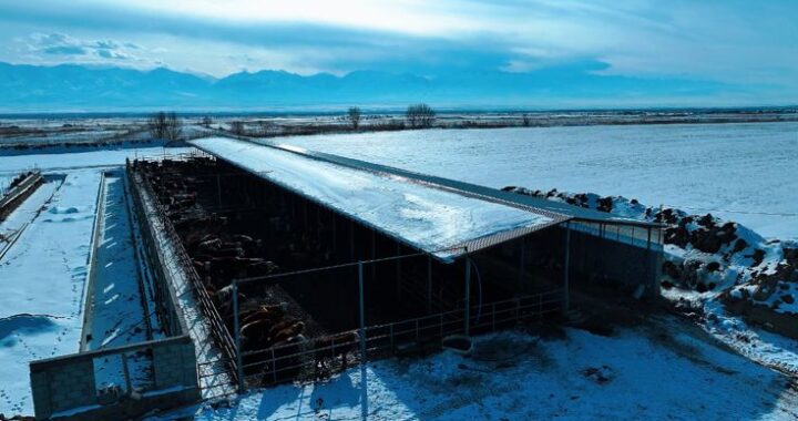 МАСАНШЫДА МАЛ БОРДАҚЫЛАУ АЛАҢЫ АШЫЛДЫ